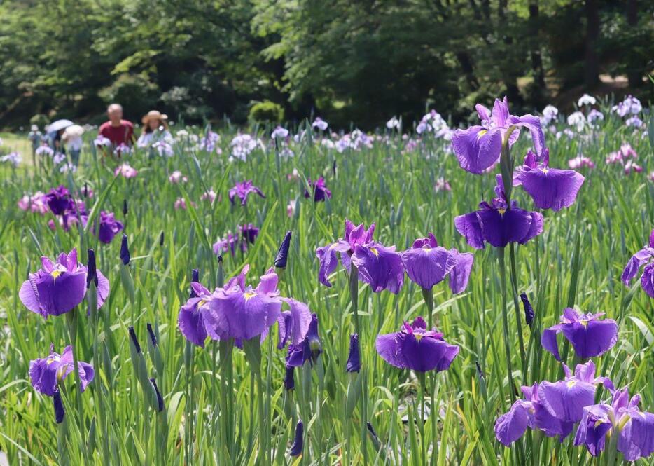五十公野公園のあやめ園で咲き始めたハナショウブの花々=6月12日、新発田市五十公野
