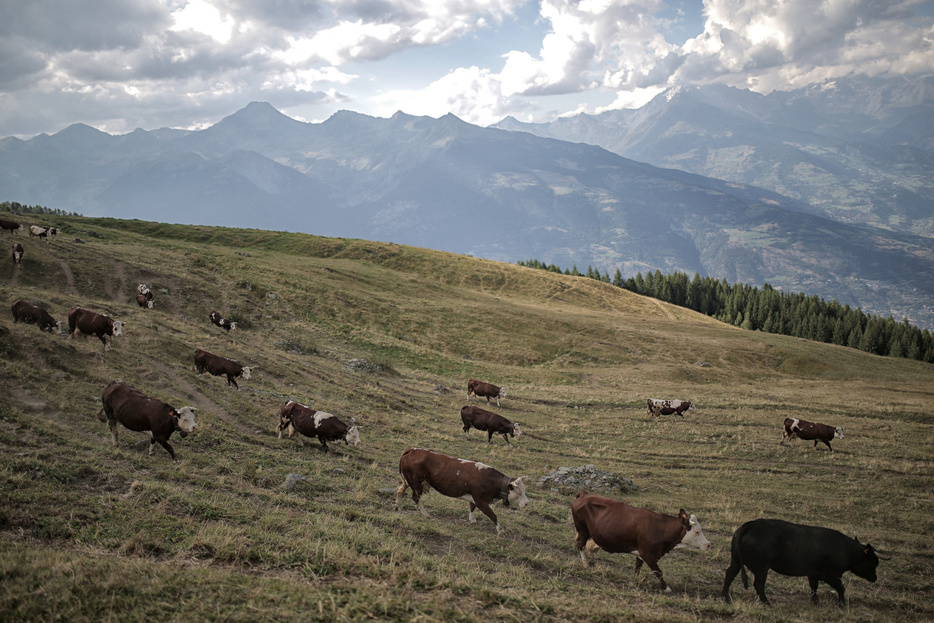 アルプス近郊で放牧されている牛（2015年7月23日撮影、資料写真）。【翻訳編集】 AFPBB News