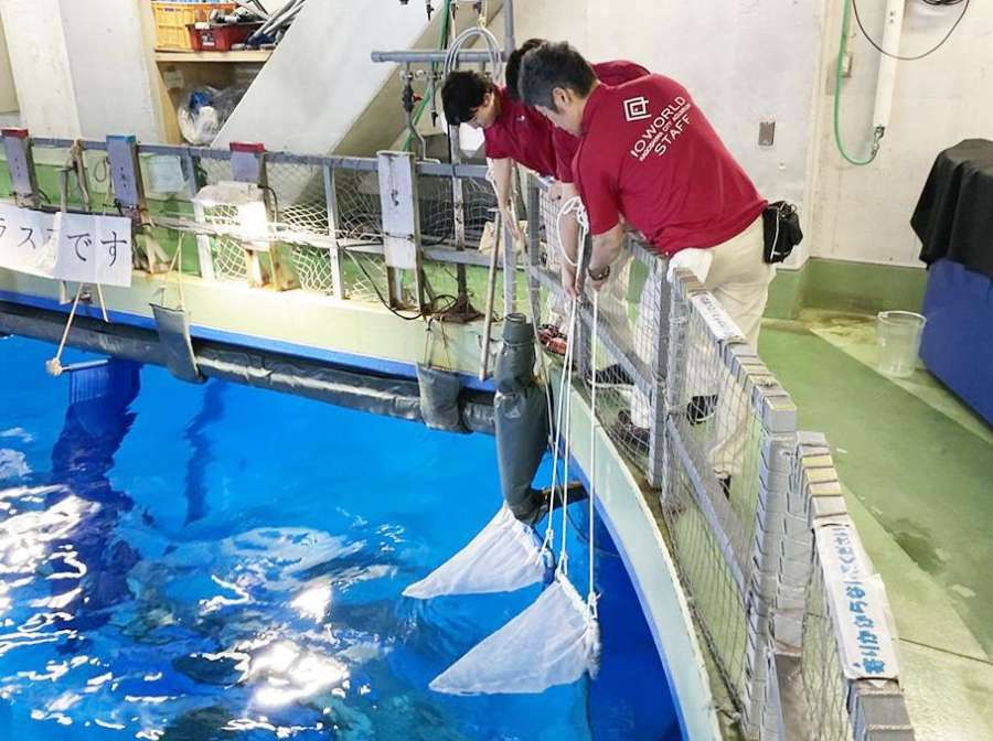 カツオの卵を黒潮大水槽で採取する職員（かごしま水族館提供）