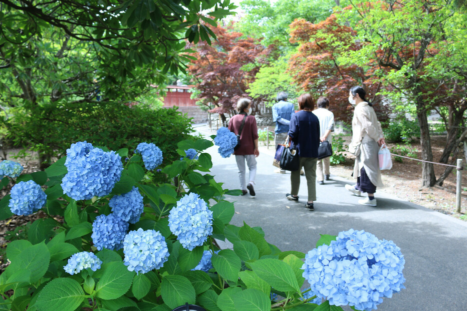 気象庁は２１日、近畿、東海、関東甲信が梅雨入りしたとみられると発表した。写真は長野市の善光寺の境内で咲くアジサイ。