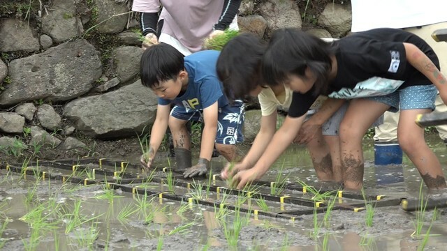 中山千枚田で小学生が田植え　香川・小豆島町