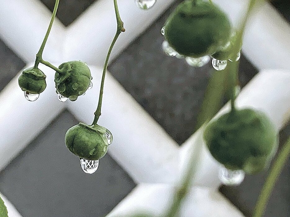 夏至の日に降った雨は、ツリバナの青い実に付く滴に。近くのなまこ壁が映り込む（21日、松本市の中町・蔵シック館）