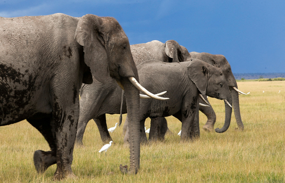 　野生のアフリカゾウが名前のようなもので互いに呼びかけ合っているとする研究結果が１０日、英科学誌ネイチャー・エコロジー・アンド・エボリューションに発表された。ケニアのアンボセリ国立公園で４月撮影（２０２４年　ロイター/Monicah Mwangi）