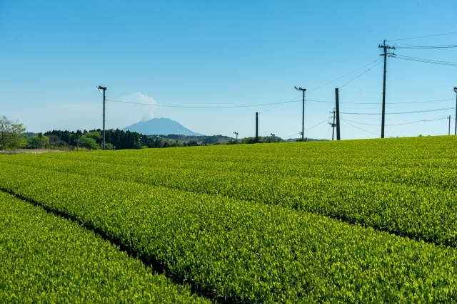 桜島の恩恵を受け、おいしい日本茶が生産されている鹿児島県