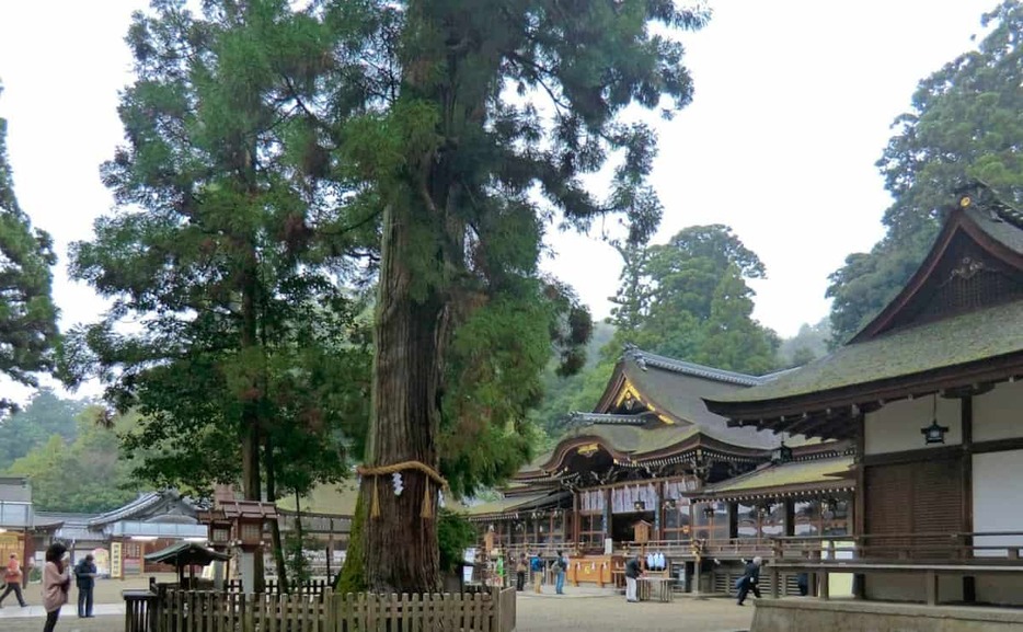 写真：大神神社。境内にそびえる大杉は崇拝の対象となっている。三輪素麺の最高等級品の名称「三輪の神杉」は、これにちなむもの。