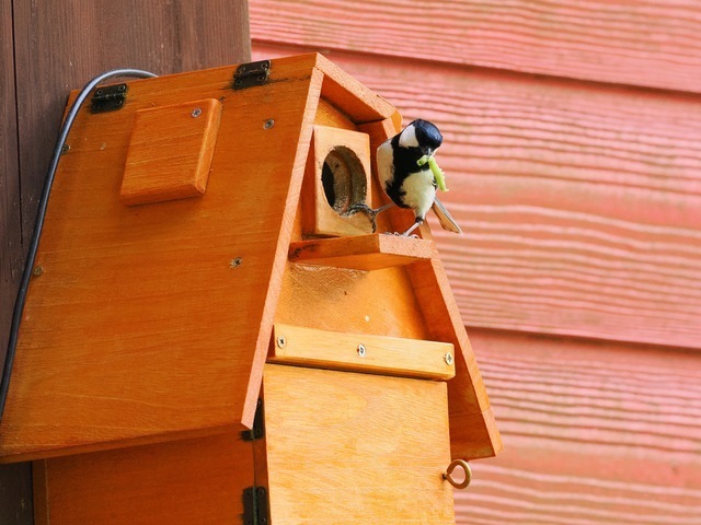 巣箱で待つ雛に餌を運ぶシジュウカラの親鳥。餌の大きさは雛の成長に応じて変わる。