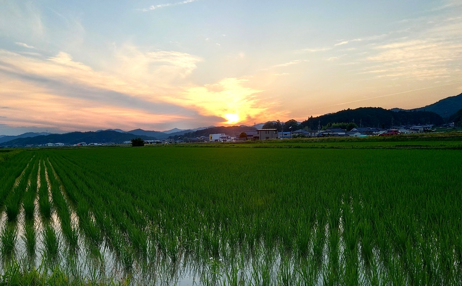 夏至の日の夕焼け。水田では5月に植えられた苗がぐんぐんと成長している＝2024年6月21日午後6時58分、兵庫県丹波篠山市内で