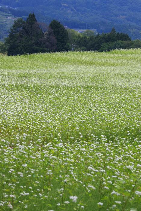 白い花と緑のコントラストが映えるソバ畑