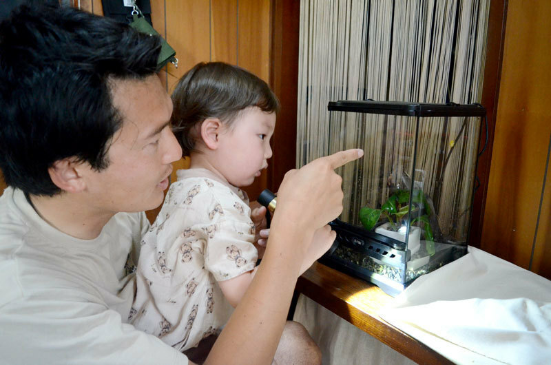 金色のカエルを観察する伊藤康仁さん（左）と廉眞ちゃん＝大網白里市