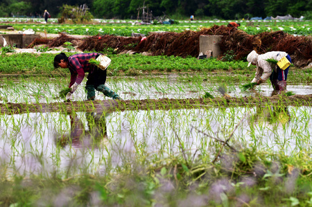 福建省福州市で田植えをする農家（2023年5月11日撮影、資料写真）。