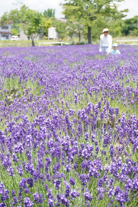 園内を青紫に彩るラベンダーの花＝岡山県美咲町、まきばの館で