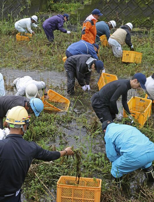 河川に繁茂している特定外来生物「オオフサモ」を駆除する人たち＝17日、鹿児島県奄美市