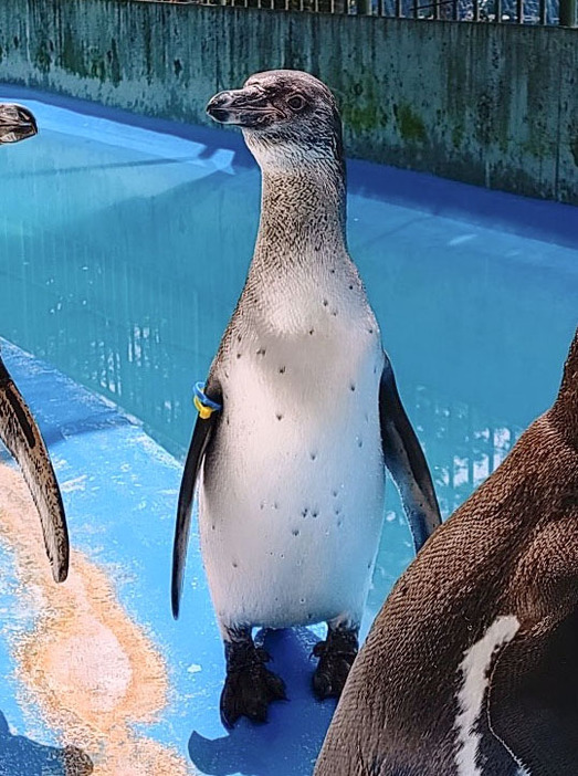 桐生が岡動物園で愛称が決まったフンボルトペンギンの「おはぎ」（同園提供）