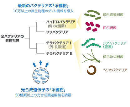 バクテリアの進化系統樹と光合成の謎（図版提供：JAMSTEC）