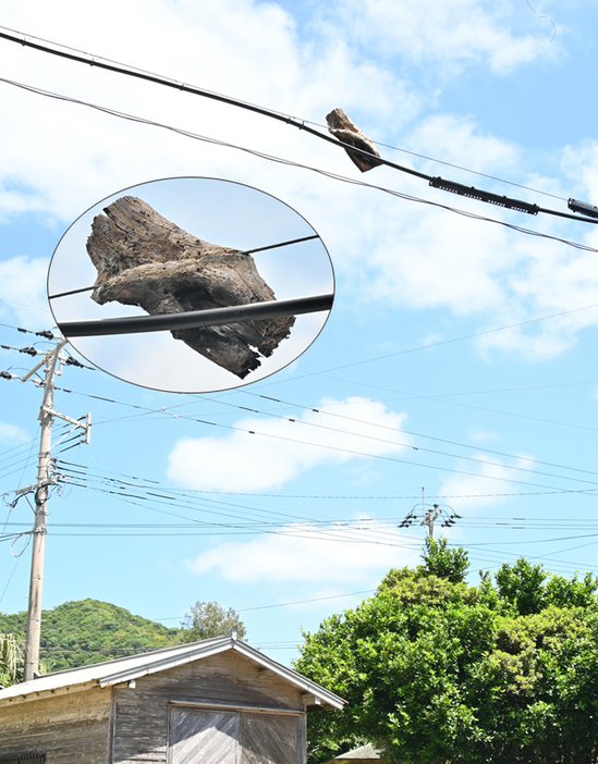 土浜公民館そばの電話線に挟まった、浮いているように見えた長さ約50センチ、幅約20センチの朽ち木（だ円内が朽ち木を拡大したもの）＝3日、鹿児島県奄美市笠利町