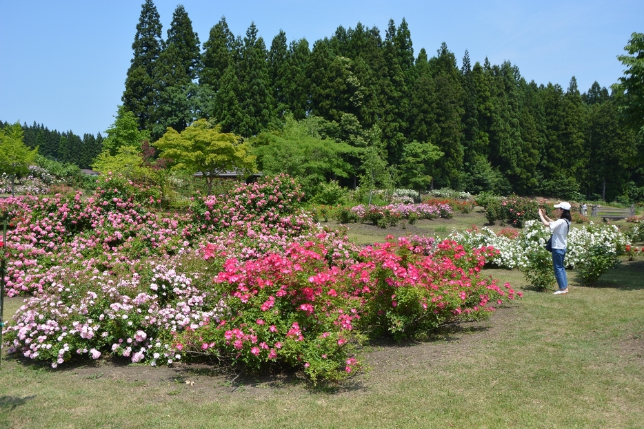 色とりどりのバラが咲く東八甲田ローズカントリー