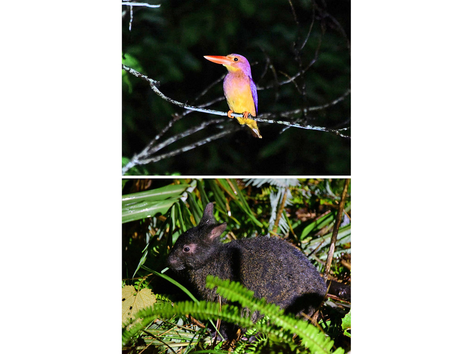 枝先で羽を休めるリュウキュウアカショウビン（上）と草をかじるアマミノクロウサギ