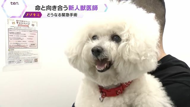 健康診断で、ミルクの体に異変が―