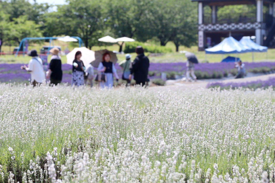 秋田県美郷町で、ラベンダーが見頃を迎えている。町営のラベンダー園には多くの観光客が訪れ、晴天の下、散策を楽しんでいた。同園では、ホワイトラベンダー「美郷雪華」など７種類、約２万株を栽培している＝２０日