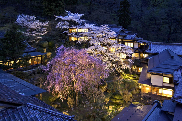 玄関の屋根の上から撮影した庭園の夜桜（向瀧提供）