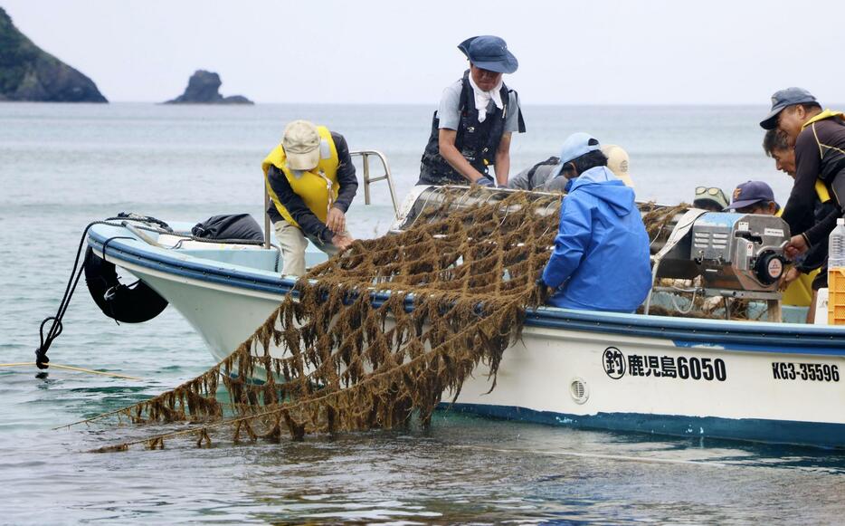 鹿児島県・奄美大島の宇検村沖で、2年ぶりに再開された養殖モズクの収穫＝5月31日