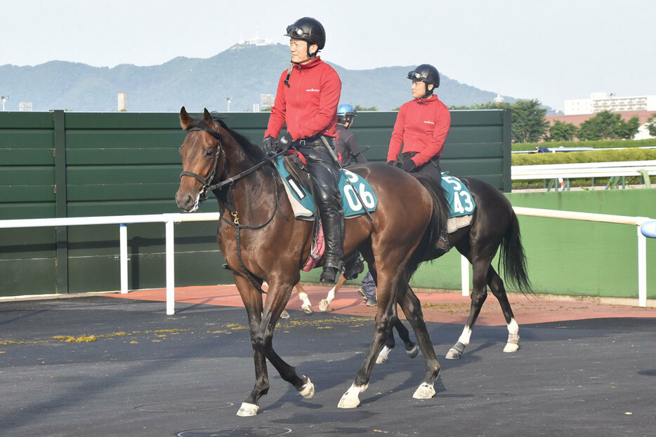 柳田悠岐選手の所有馬セイフウサツキは鞍上・武豊でデビュー予定
