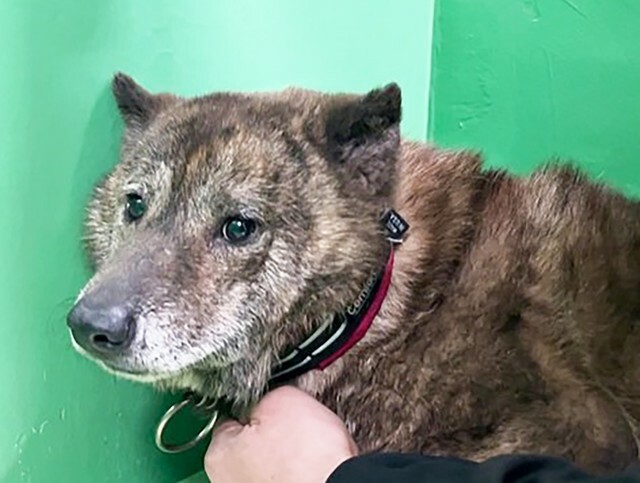 2024年、福岡県動物愛護センターに収容された元飼い犬とおぼしきワンコ、コアラ