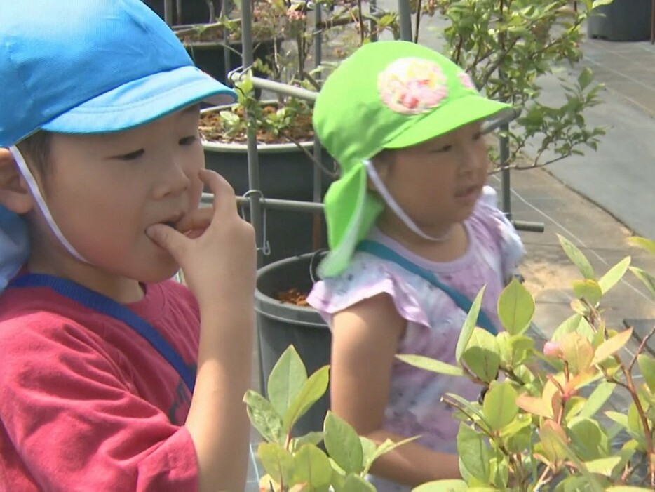 ブルーベリーを味わう園児 三重県鳥羽市の「とこよの郷」