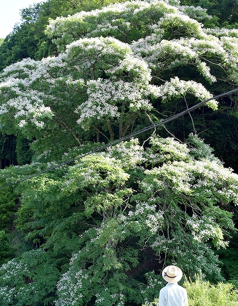 小さな白い花を枝いっぱいに付けるユクノキ