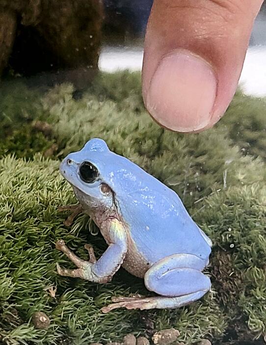 福岡県篠栗町の田畑で見つかった、体が水色のニホンアマガエル＝1日、福岡市の第一薬科大付属高