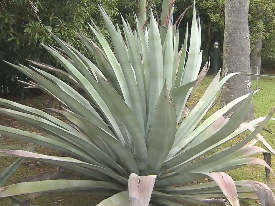 開花目前となっているリュウゼツラン 三重県志摩市の「志摩スペイン村」