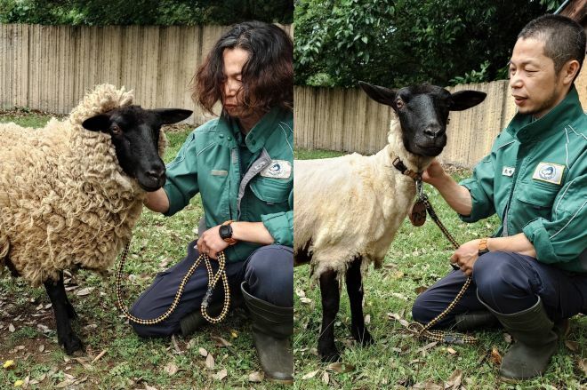 羊と一緒に毛刈りした飼育展示係の先崎優さん＝金沢動物園提供