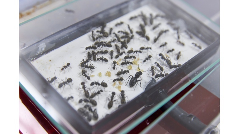 研究室では数種類のアリを飼育している。プラスチックケースに石膏を敷いて人工の巣をつくる。中央の大きなアリが女王