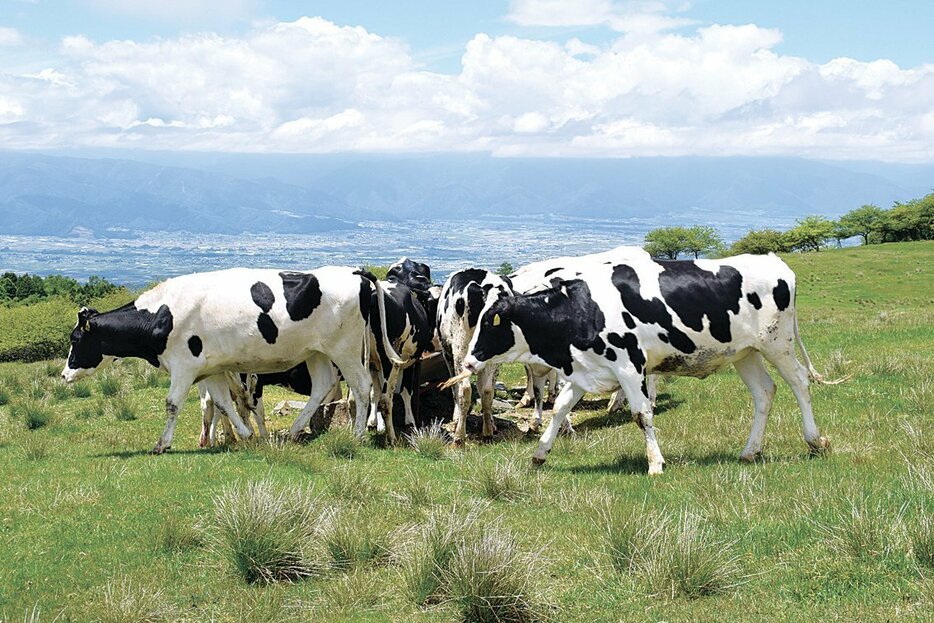 広さ約50ヘクタールの牧草地で、駆け回ったり、草をはんだりして過ごす牛