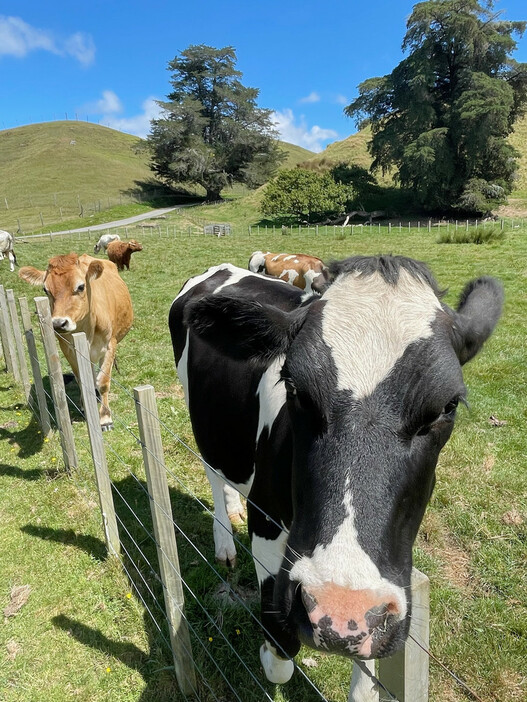 ニュージーランド北部ロトルアの農場で飼育される牛＝２月１９日