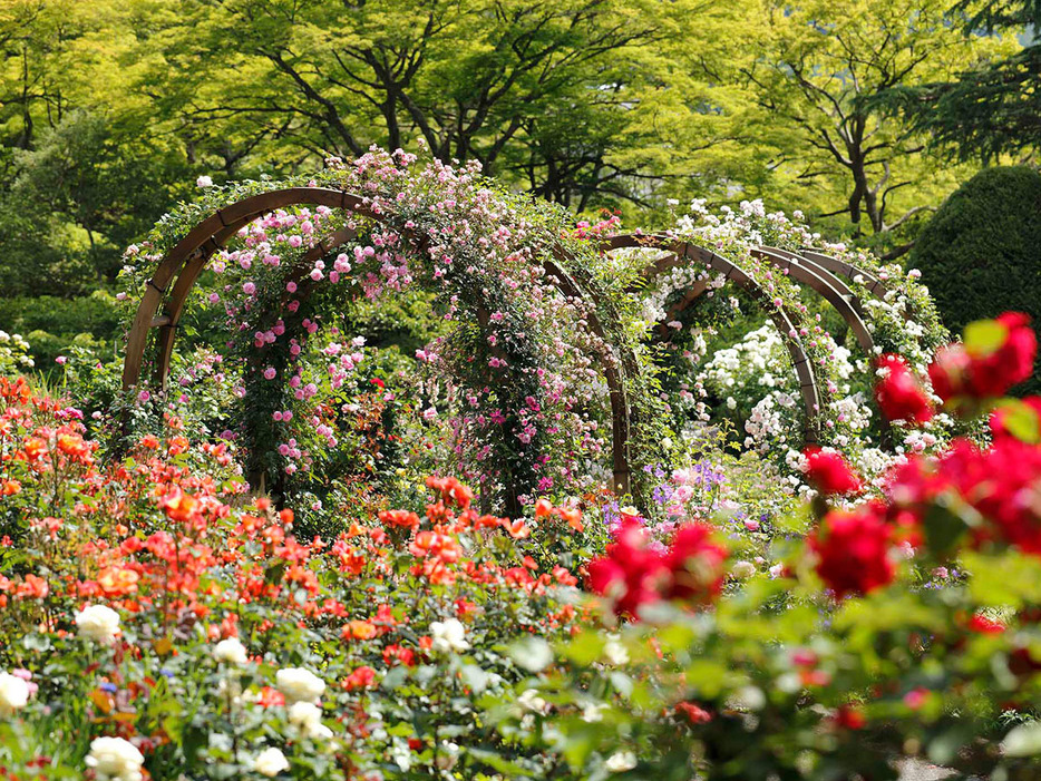 「強羅公園」のローズガーデンは6月下旬ごろまでが見頃