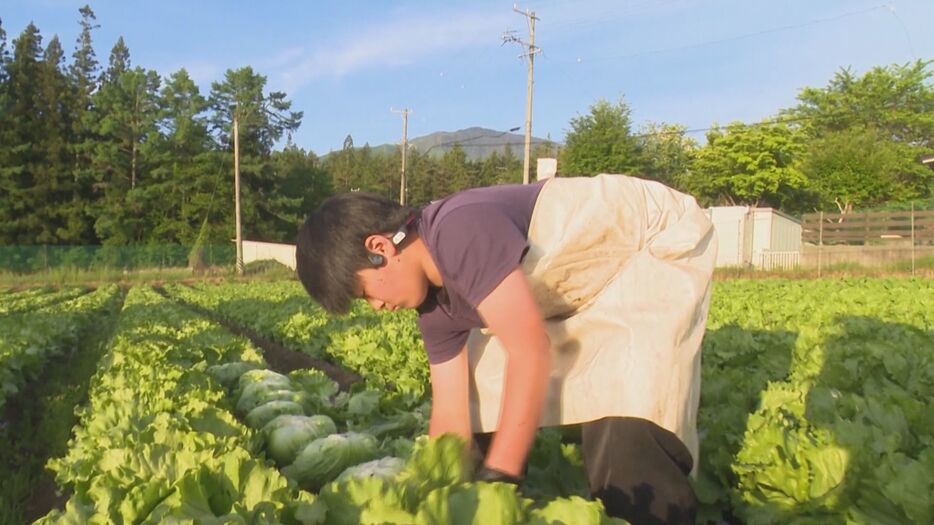 レタスを収穫する飯沼永遠さん（13）