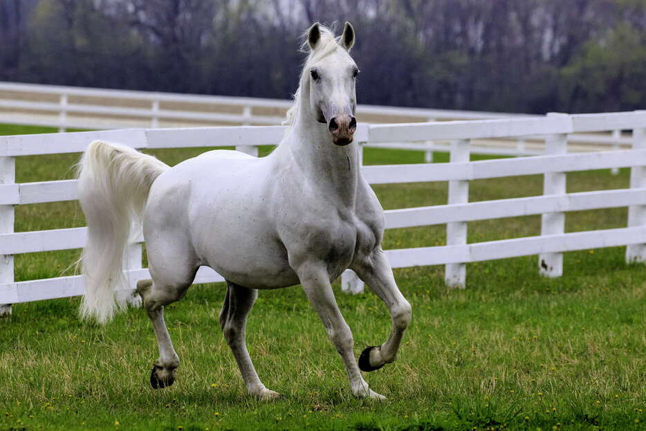 リピッツァーナー種の馬。Photo：karengesweinphotography/Shutterstock※画像はイメージです。