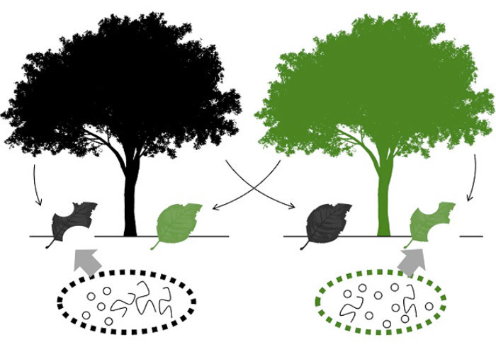 樹木が育つ場所（ホーム）はほかの場所（アウェー）より効率的に落葉を分解するホームフィールド・アドバンテージ仮説のイメージ（東京大学の平尾聡秀講師提供）