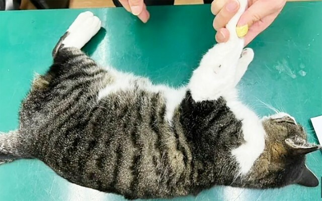 奈良で起きた自作銃による襲撃事件で被害を受けた猫