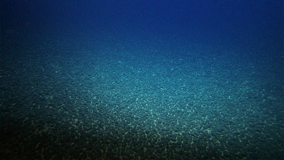 南鳥島沖の海底に高密度で分布する「マンガンノジュール」（日本財団提供）