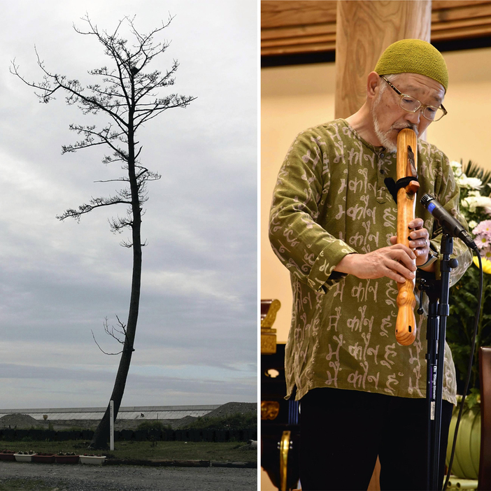 伐採前の「かしまの一本松」＝南相馬市鹿島区（左）かしまの一本松を使った笛を演奏する小野さん（右）