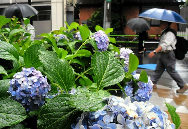 梅雨入りした関東では街中で咲いたあじさいに雨粒が付いた=2024年6月21日午前10時36分、東京都港区、大山稜撮影