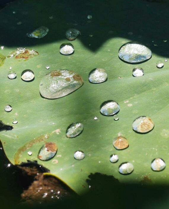 ハスの葉の上で宝石のように輝く水玉