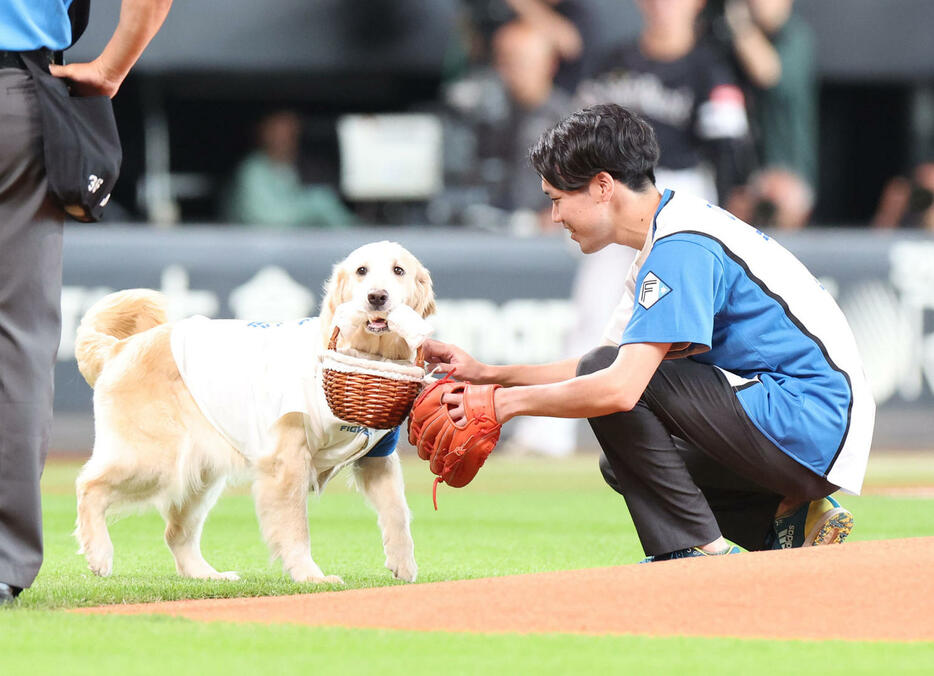 日本ハム対ソフトバンク　試合前、始球式のボールを届ける犬（撮影・佐藤翔太）