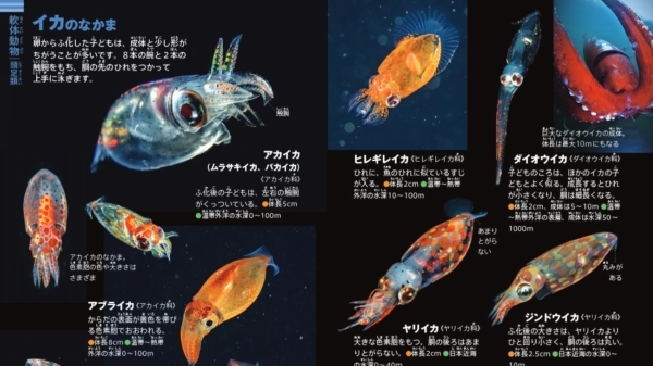 「ネオポケットシリーズ」から発売され、価格は1100円。魚、イカ、エビなどのかわいい赤ちゃんも掲載。プランクトンの定義って知ってますか？
