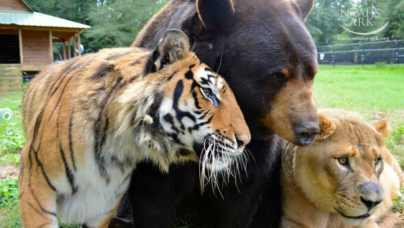2001年、米国アトランタで幼い頃に救助された熊の「バルー」、ライオンの「レオ」、虎の「シア・カーン」は年を取っても互いに頼りながら友情を育み話題になった＝ノアの箱舟サンクチュアリ提供