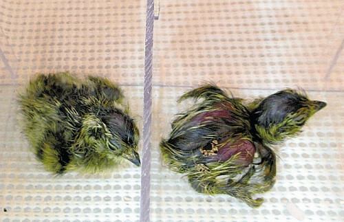 孵化したライチョウのヒナ（２８日撮影、富山市ファミリーパーク提供）