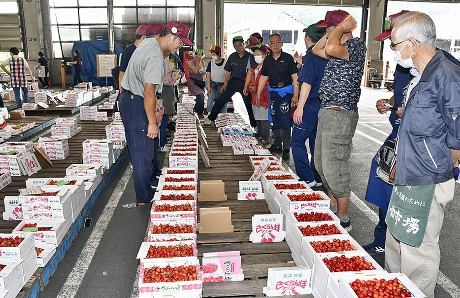 南部町営地方卸売市場で行われたサクランボの競り。佐藤錦は不作で出荷量が昨年の半分という＝21日午前、南部町