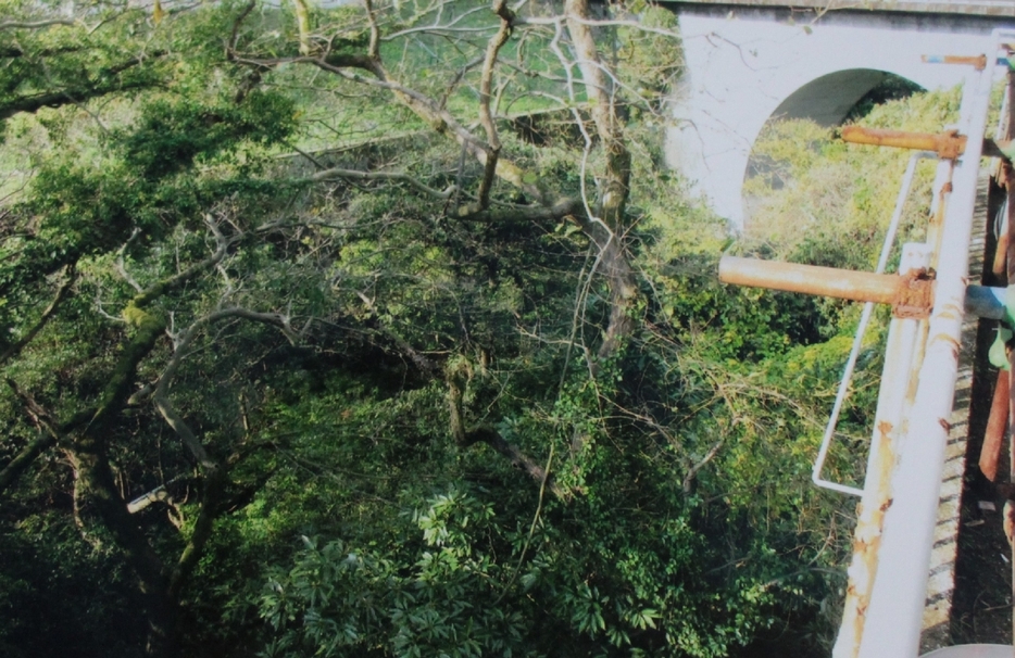 2023年、朝見川に架かる観海寺橋下は木や草が手つかずのまま放置されていた＝中塚茂さん撮影、提供